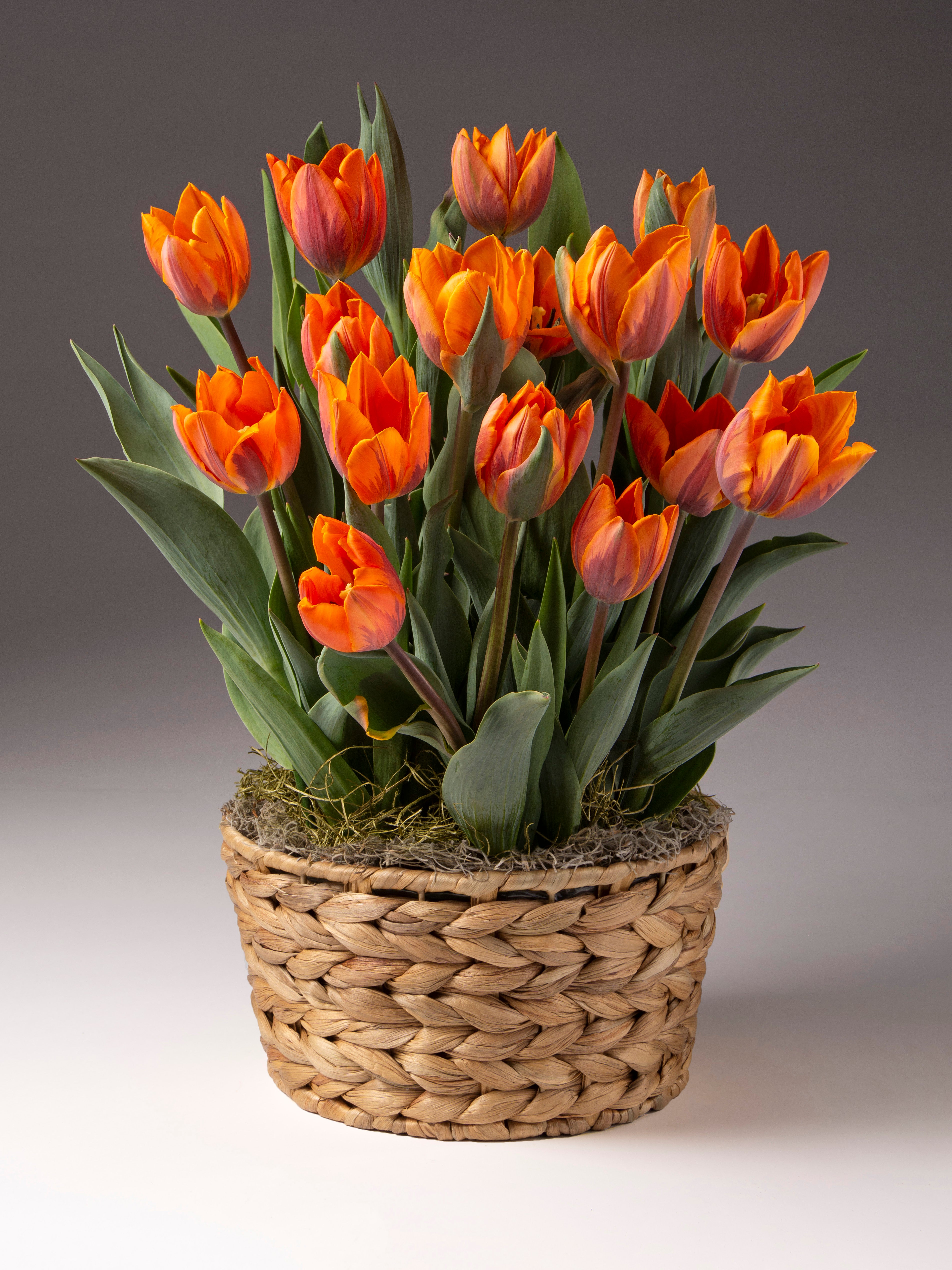 tulip potted plant princess irene potted tulips