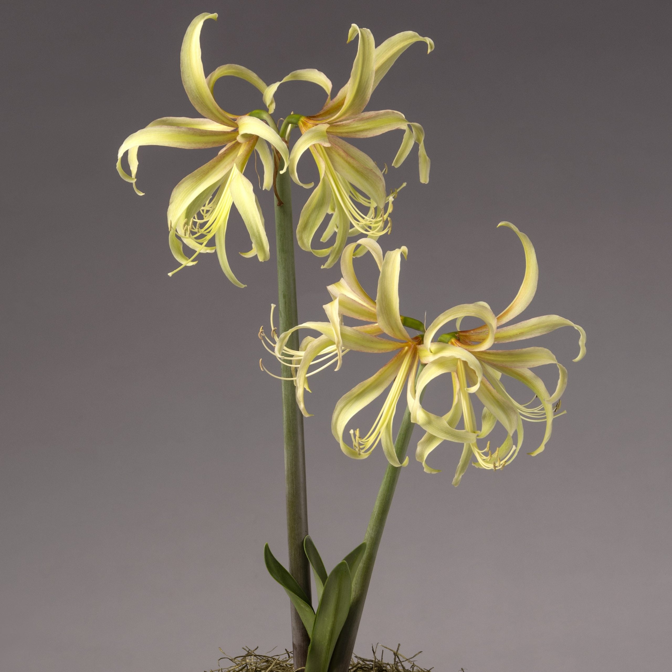 saffron lily flower Saffron Amaryllis Amaryllis Bulbs
