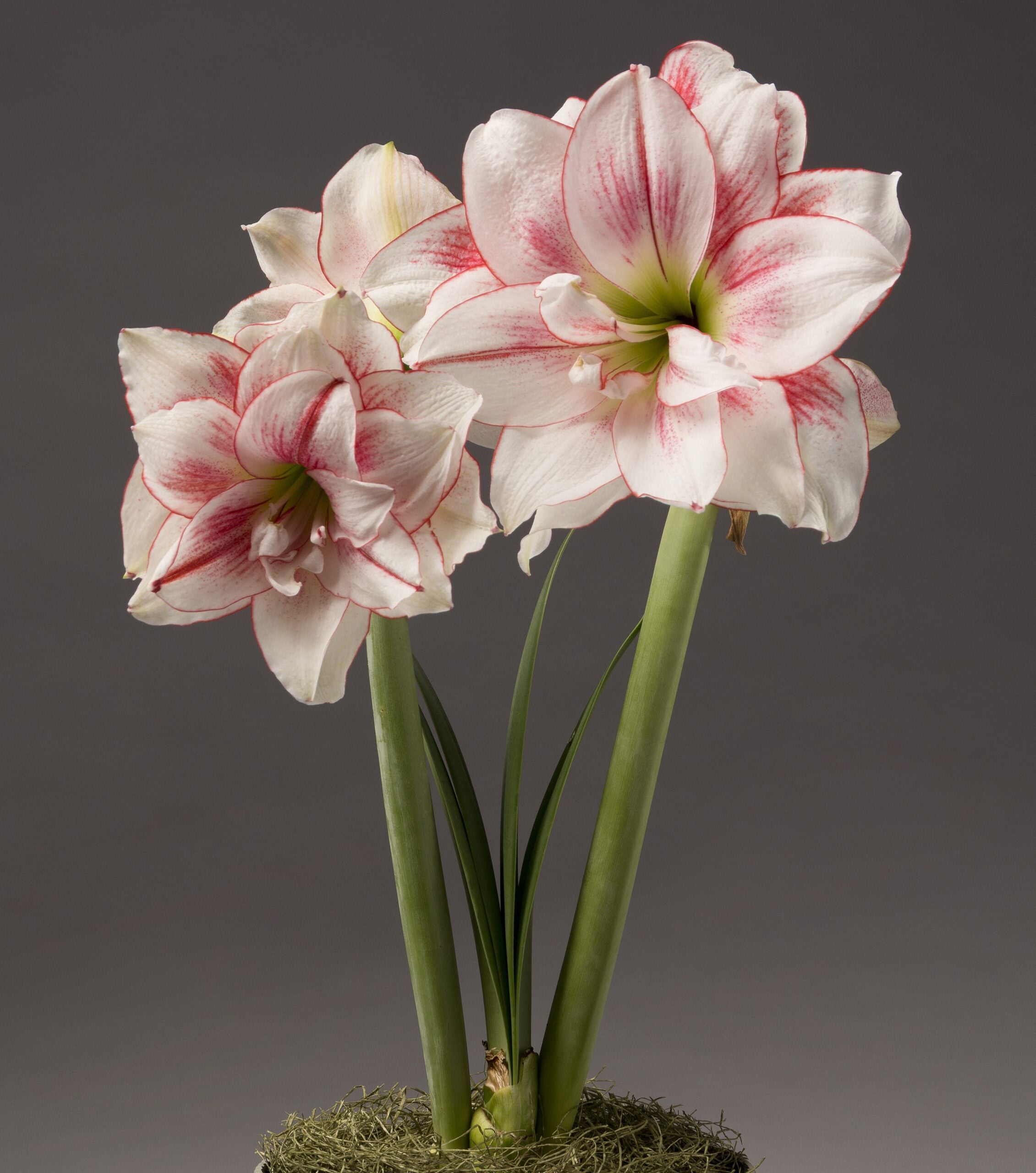 All Amaryllis