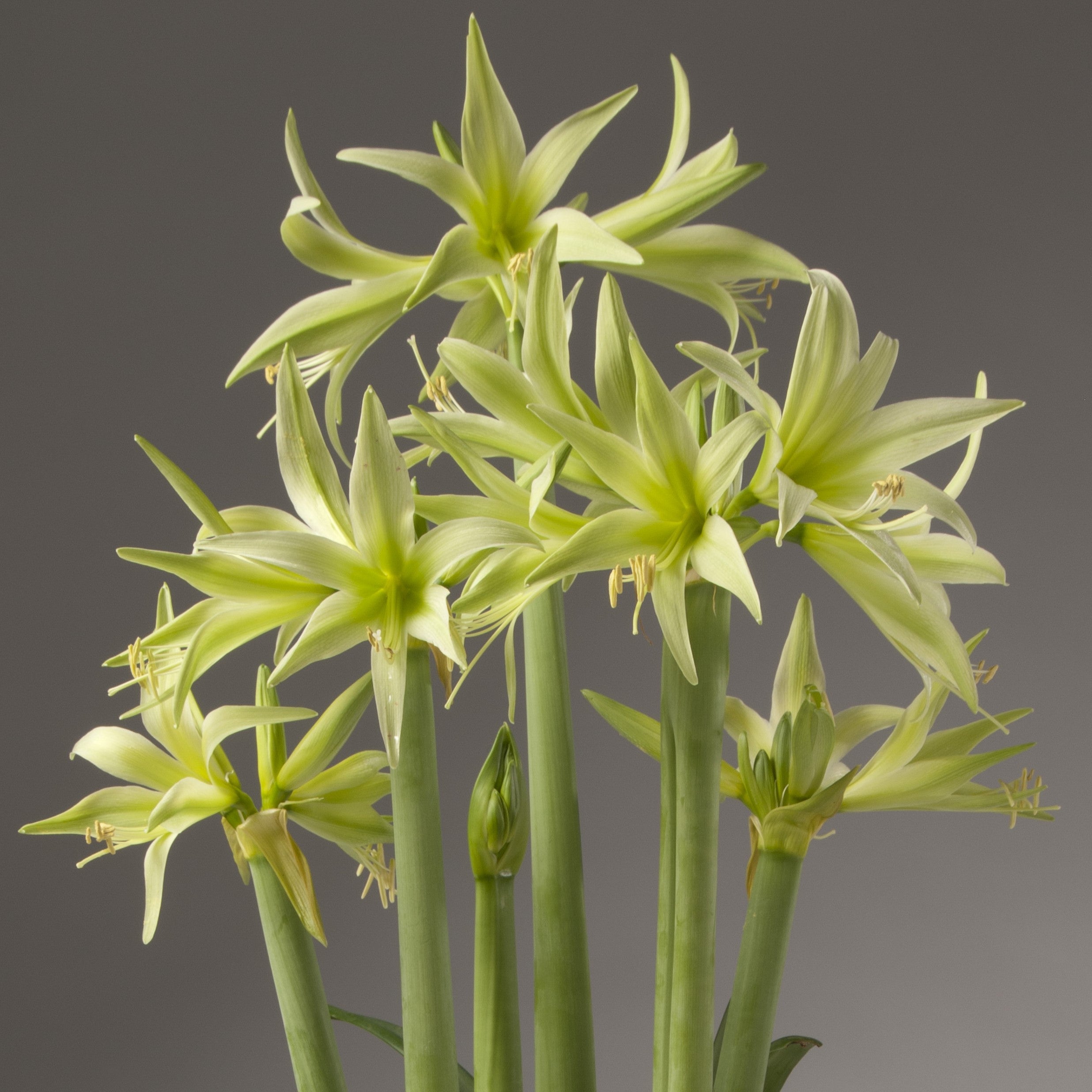 Amaryllis - Cybister & Butterfly