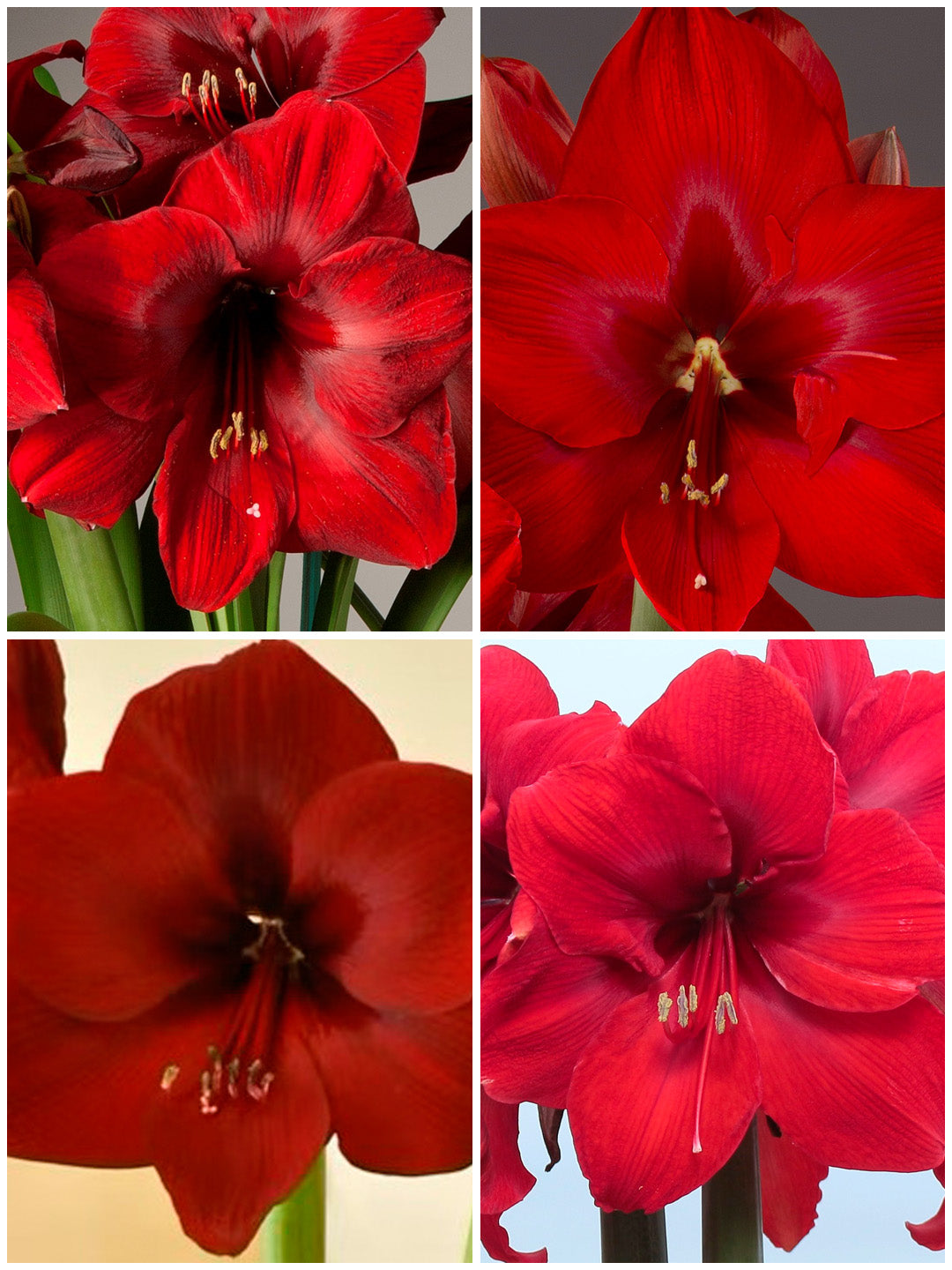 Around The World Red Collection