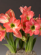 A close-up of a potted amaryllis bulb cluster with several coral-pink flowers and green leaves against a dark gray studio background.