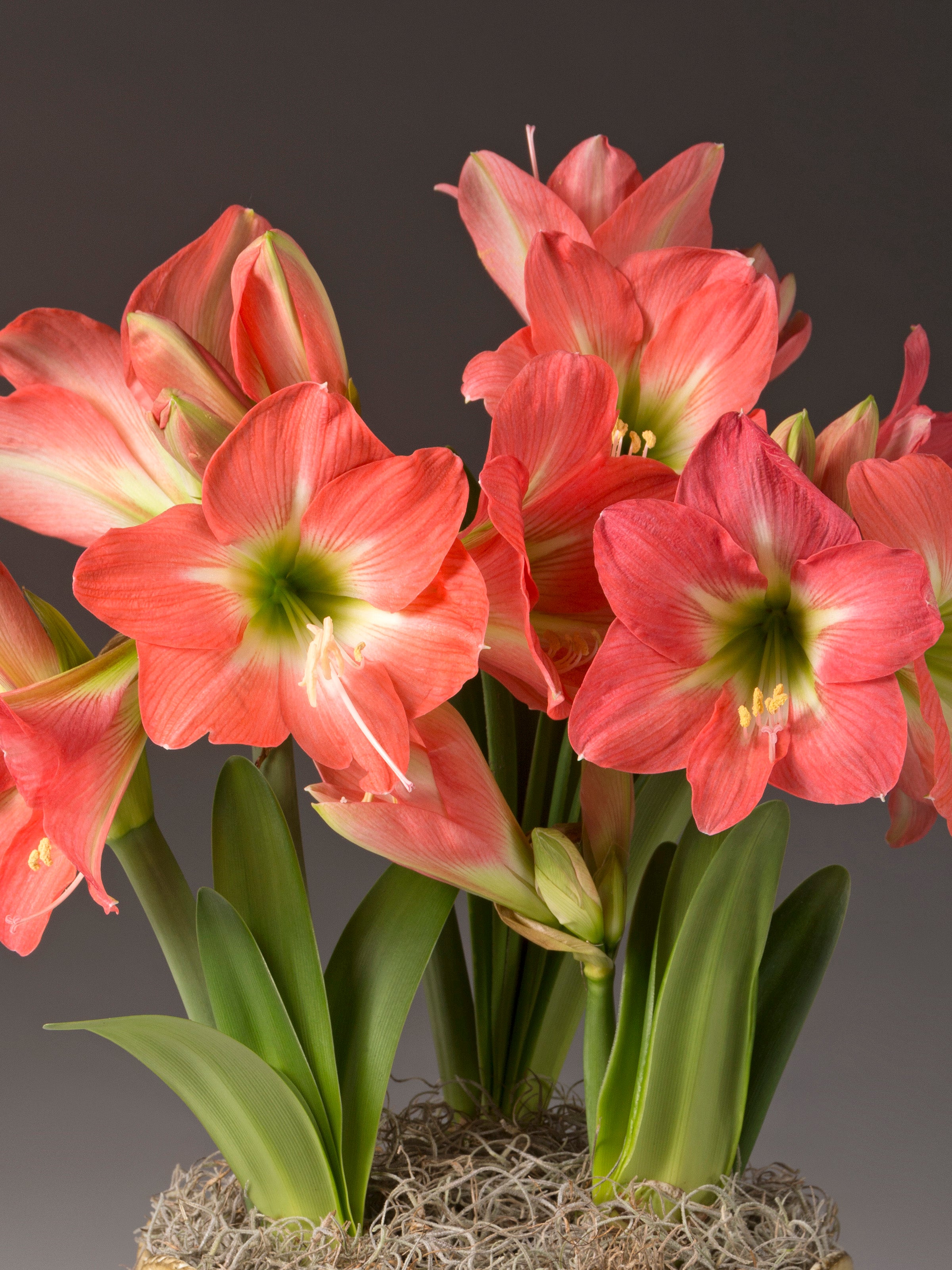 Belladonna Potted Amaryllis Trio