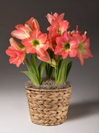A potted flowering amaryllis with coral-pink blossoms and green leaves, arranged in a woven natural fiber basket pot against a dark gray studio background.