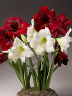 A potted arrangement of amaryllis with deep red flowers and several white flowers, shown against a dark gray studio background.