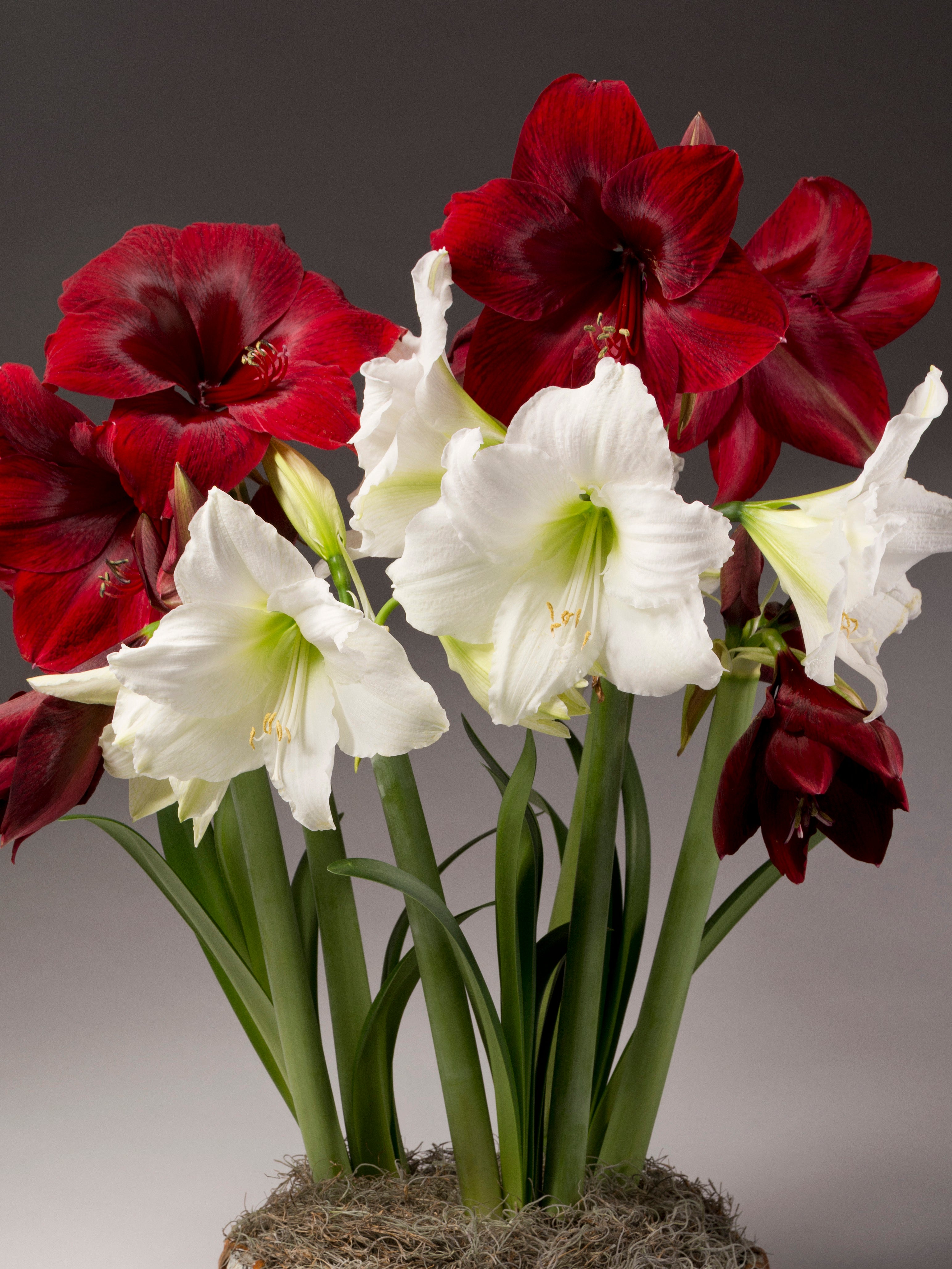 A potted arrangement of amaryllis with deep red flowers and several white flowers, shown against a dark gray studio background.