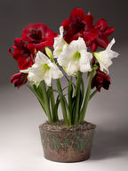 A potted cluster of amaryllis with deep red and white flowers, arranged in a decorative metallic pot against a dark gray studio background.