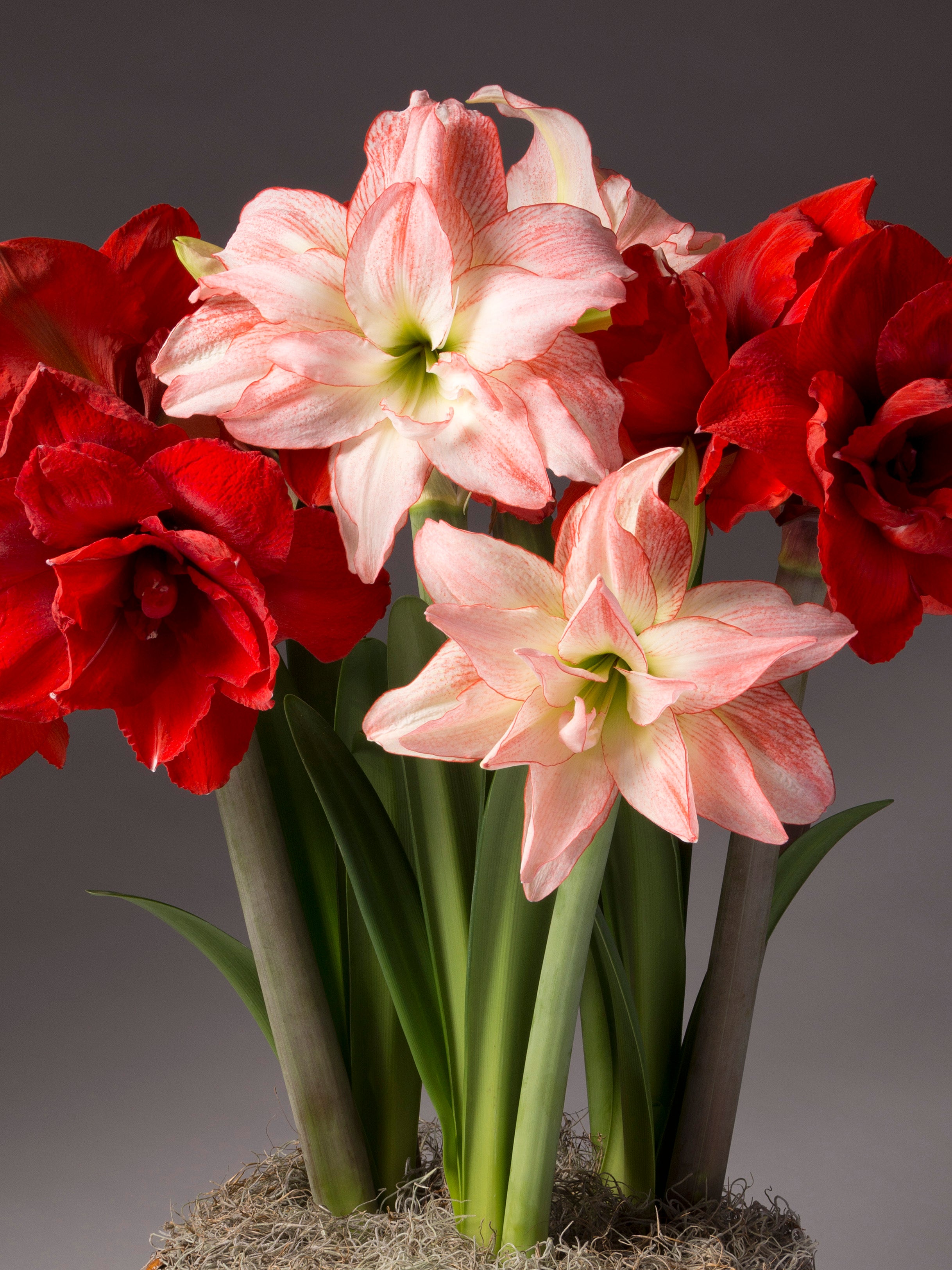 Rosy Glow Potted Dutch Amaryllis Trio
