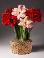 A potted arrangement of amaryllis with two pale pink flowers and four deep red flowers, set in a woven round basket with green stems against a dark gray studio background.