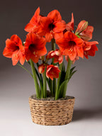 Several stems of large orange-red amaryllis blossoms emerge from a woven water hyacinth basket against a grey studio background.