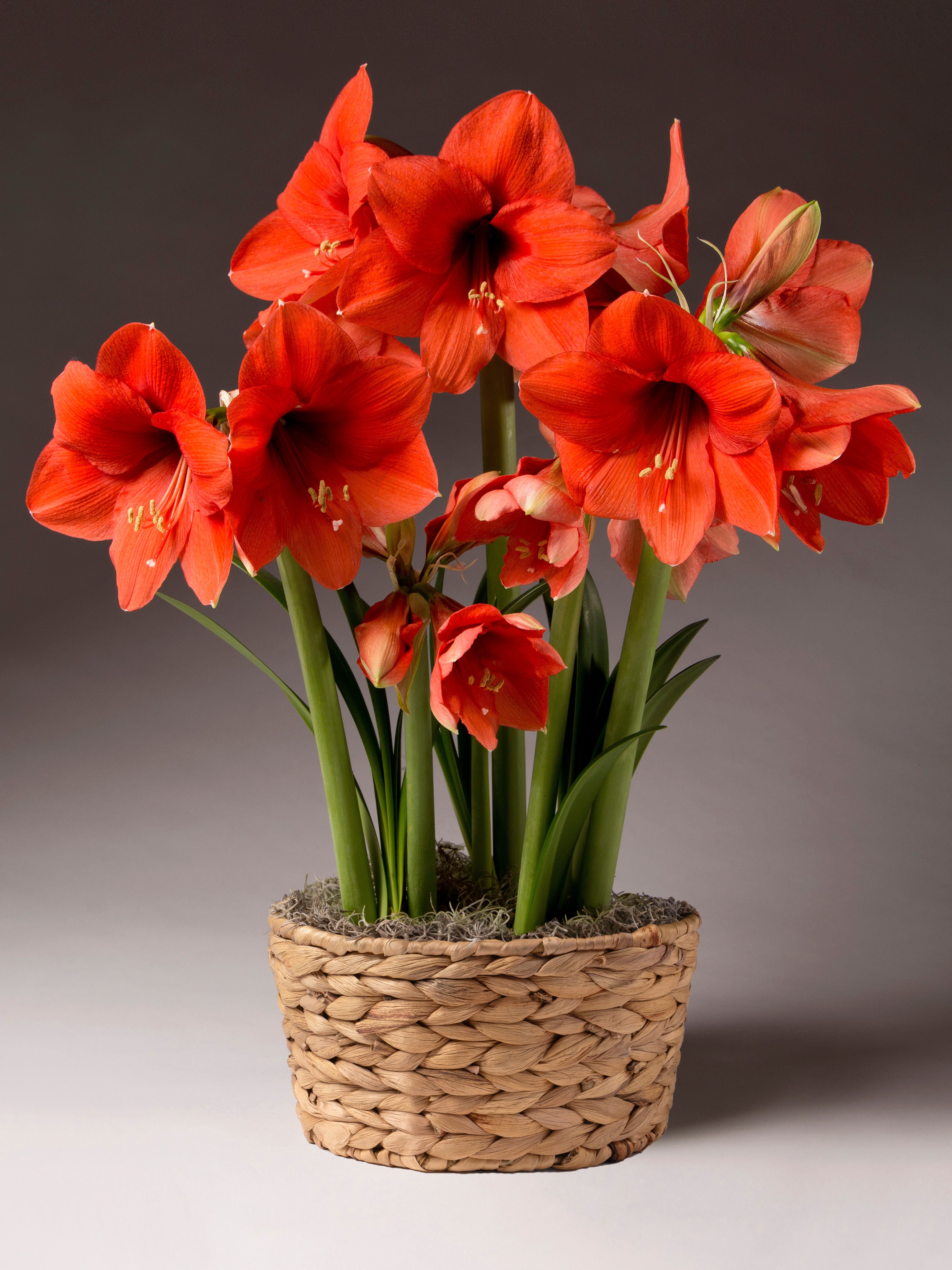 Several stems of large orange-red amaryllis blossoms emerge from a woven water hyacinth basket against a grey studio background.