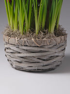 Four Months of Daffodils