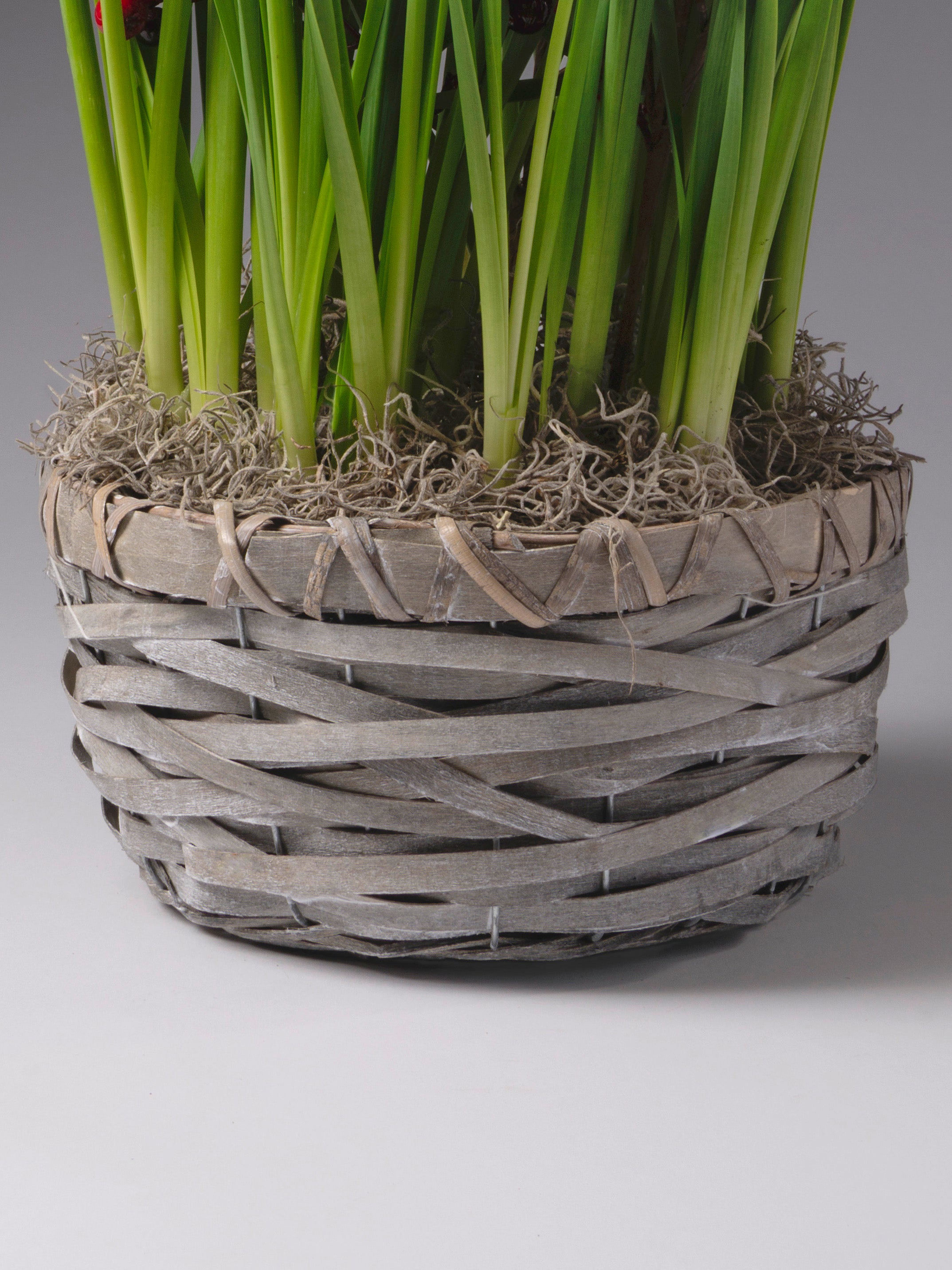 Oxford Gold Potted Daffodils