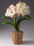 Woven Water Hyacinth Basket 6in