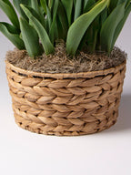 Four Months of Single Tulips