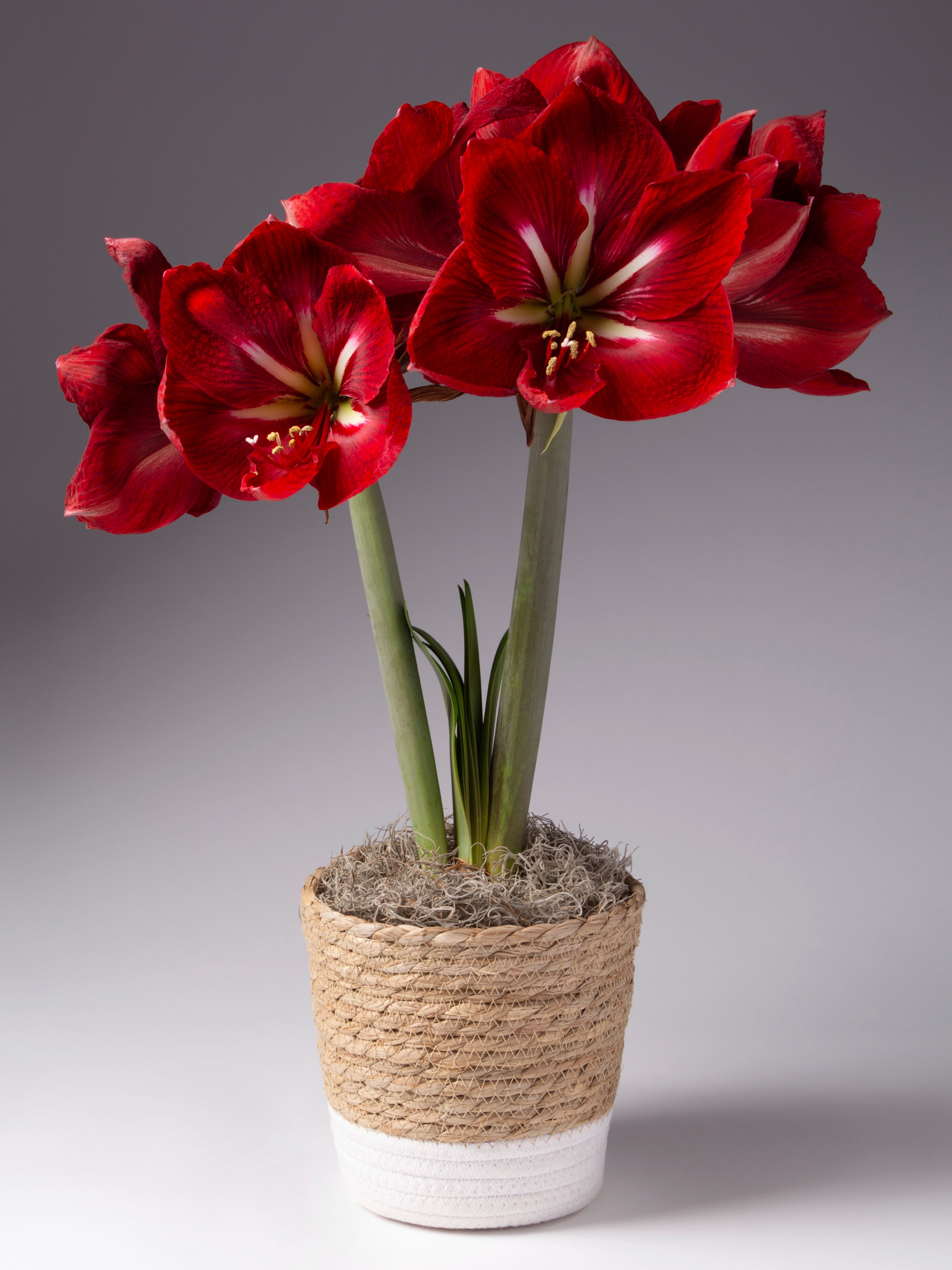 Seagrass & Rope Basket