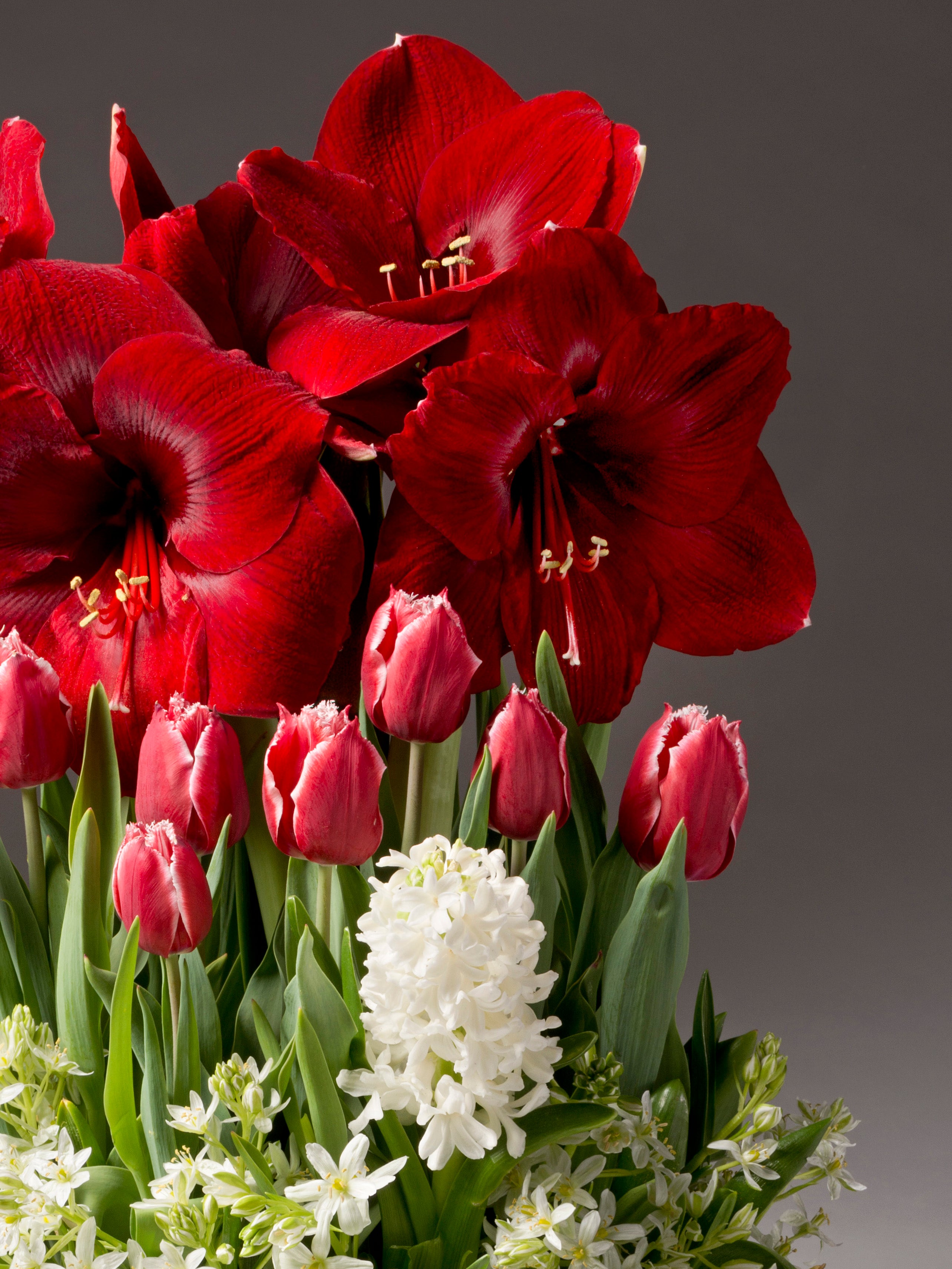 A vibrant floral arrangement featuring large deep red amaryllis, pink tulips, and white hyacinths with lush green foliage, set against a dark gray studio background.