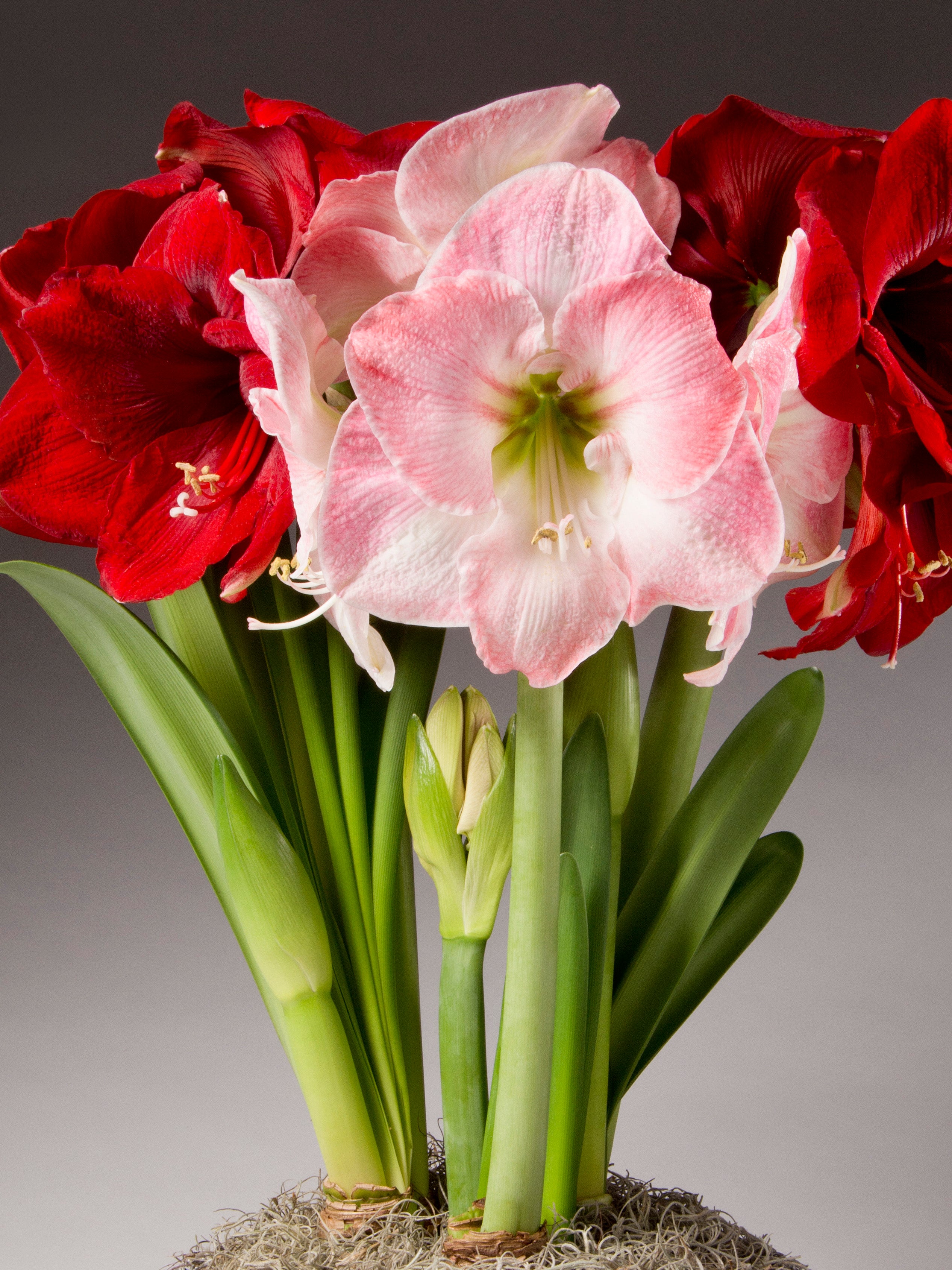 Sugar Cookie Potted Amaryllis Trio