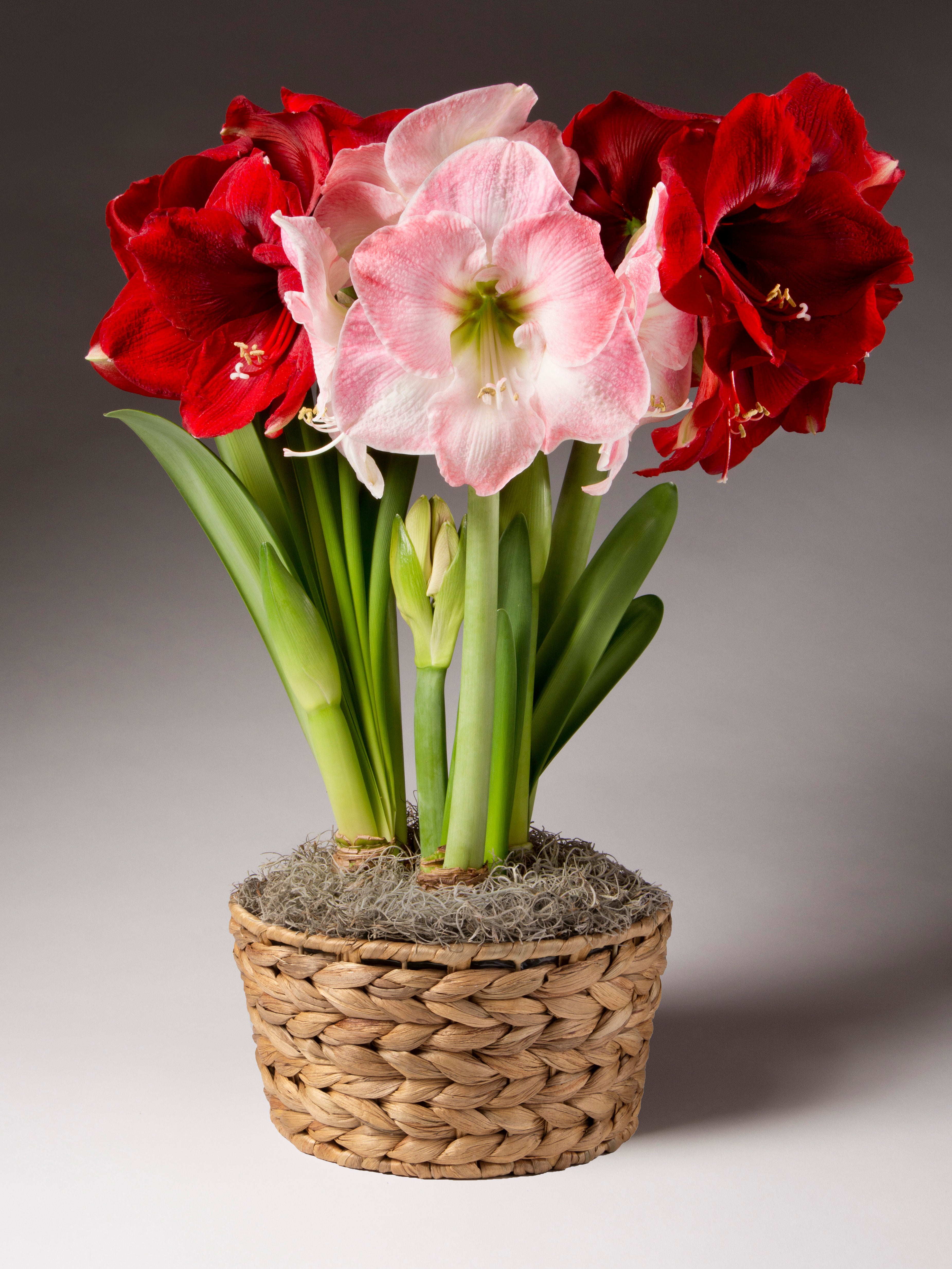 A potted arrangement of amaryllis flowers, featuring two large red blooms and one large pale pink bloom, with green stems and leaves, set in a woven basket planter against a dark gray gradient background.