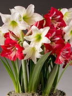 A cluster of amaryllis flowers with white blossoms and red blossoms with white centers, green leaves, and green stems in a pot with moss, set against a dark gray background.