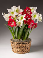 A potted arrangement of amaryllis flowers, featuring white and red blooms with green leaves, presented in a woven natural fiber basket on a neutral gray background.