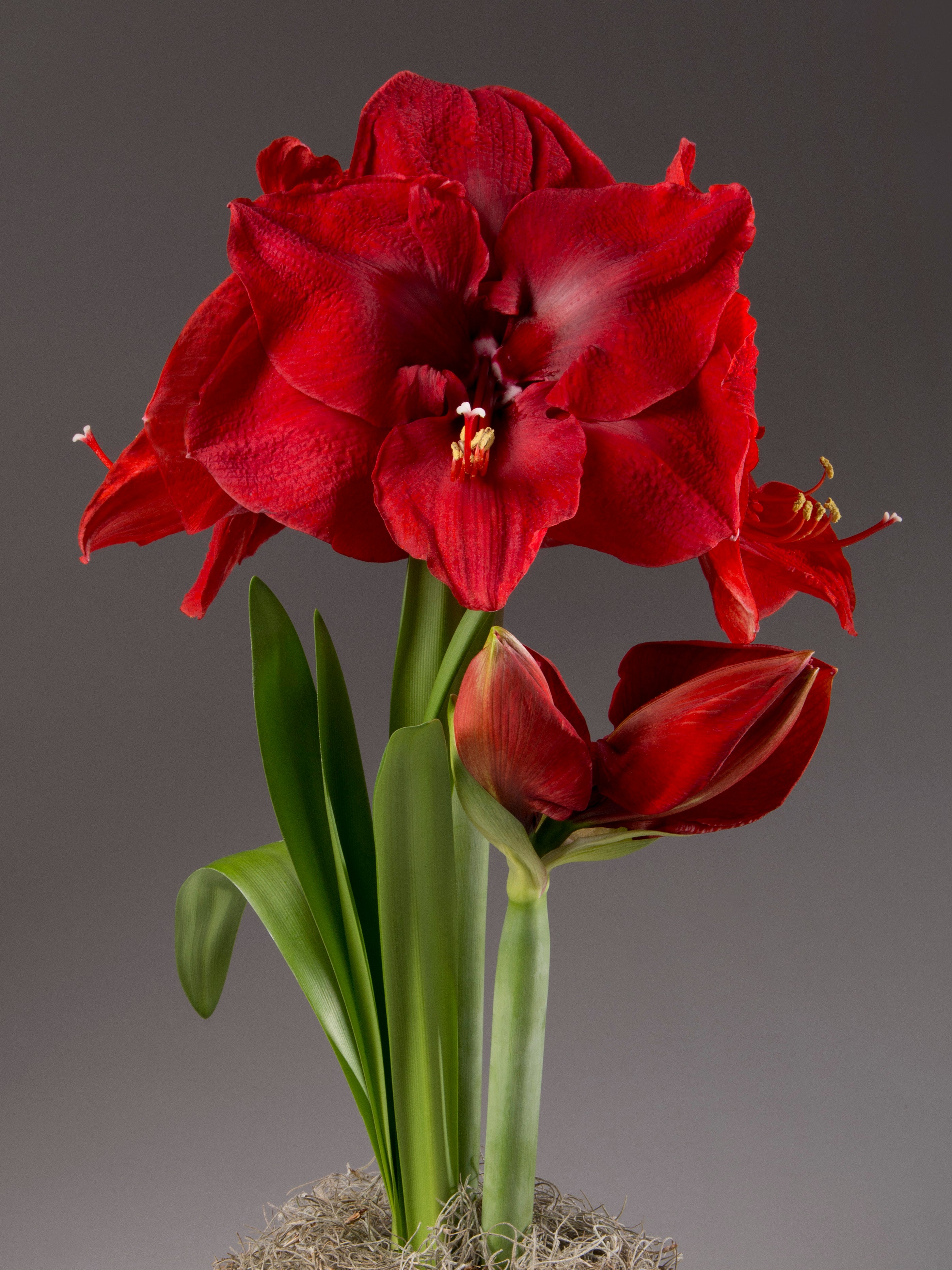 Merry Christmas Potted Amaryllis
