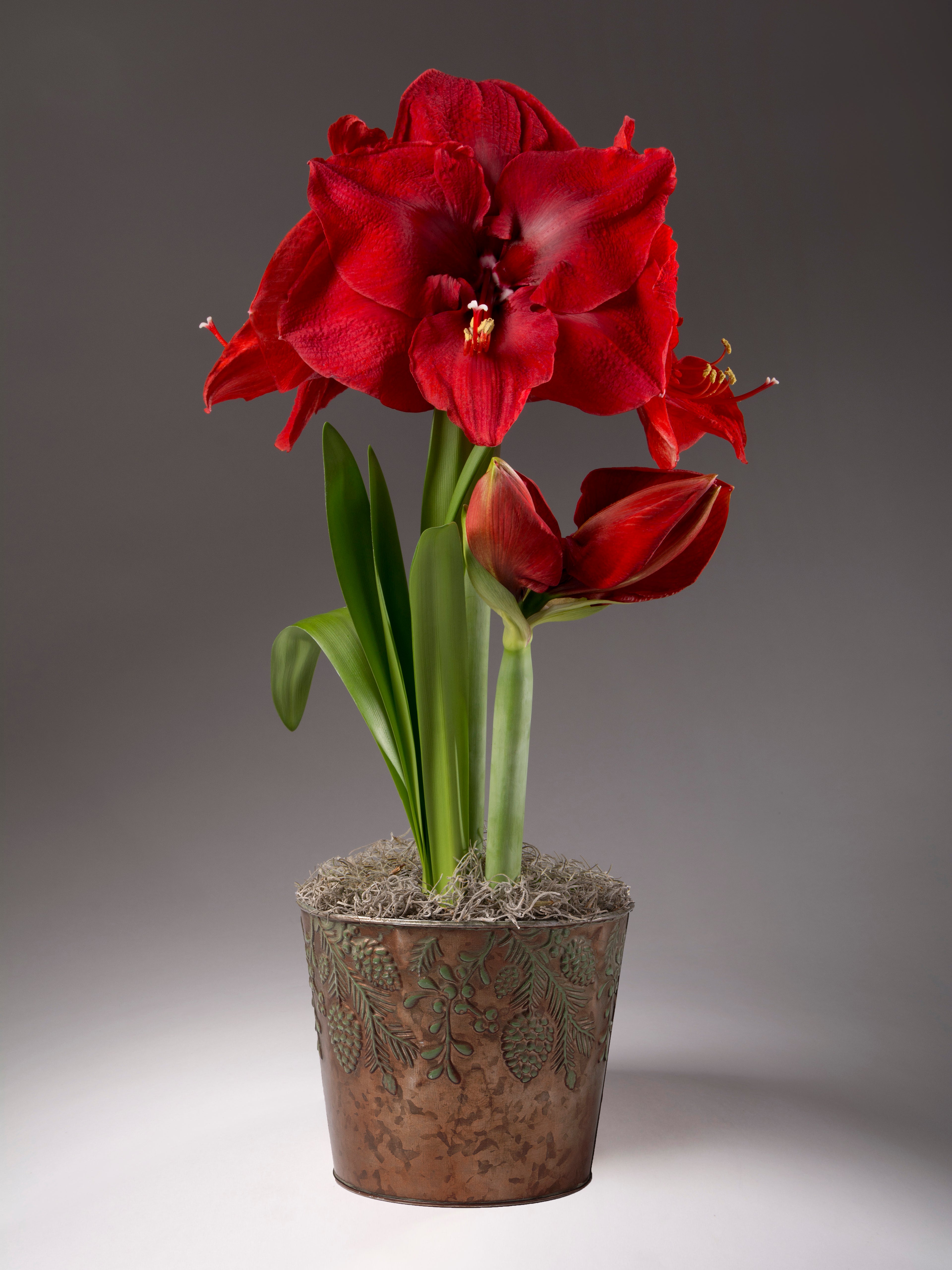 A potted red amaryllis flower arrangement with three blooms and green leaves, set in a decorative metallic copper-toned pot against a dark gray studio background.