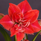 A close-up of a vibrant red amaryllis flower with multiple layered petals, set against a dark purple background and surrounded by green leaves.