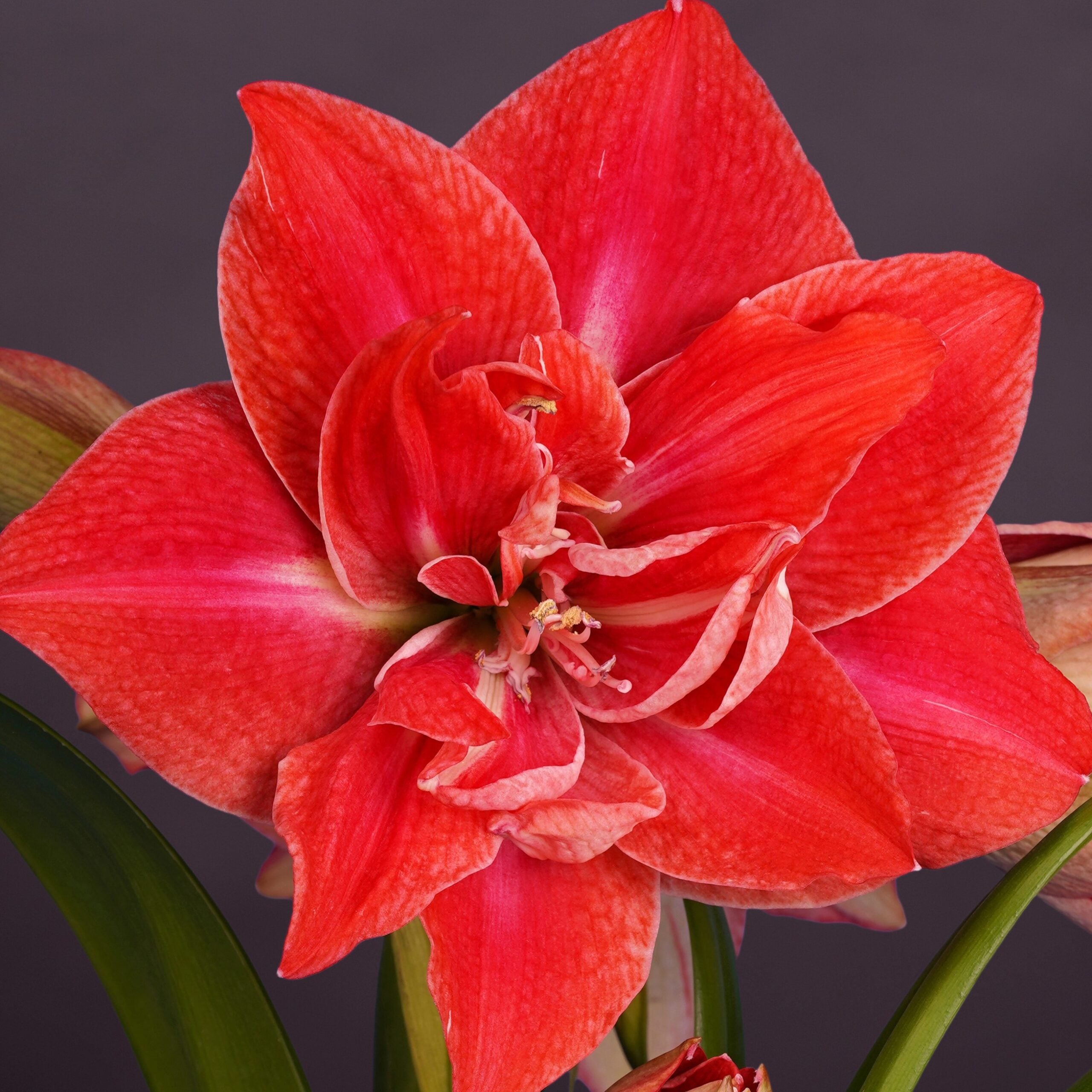 A close-up of a vibrant red amaryllis flower with multiple layered petals, set against a dark purple background and surrounded by green leaves.