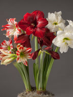 A cluster of amaryllis flowers in a pot, featuring a large deep red bloom in the center, white blooms on the right, and red-and-white striped blooms on the left, set against a dark gray studio background.
