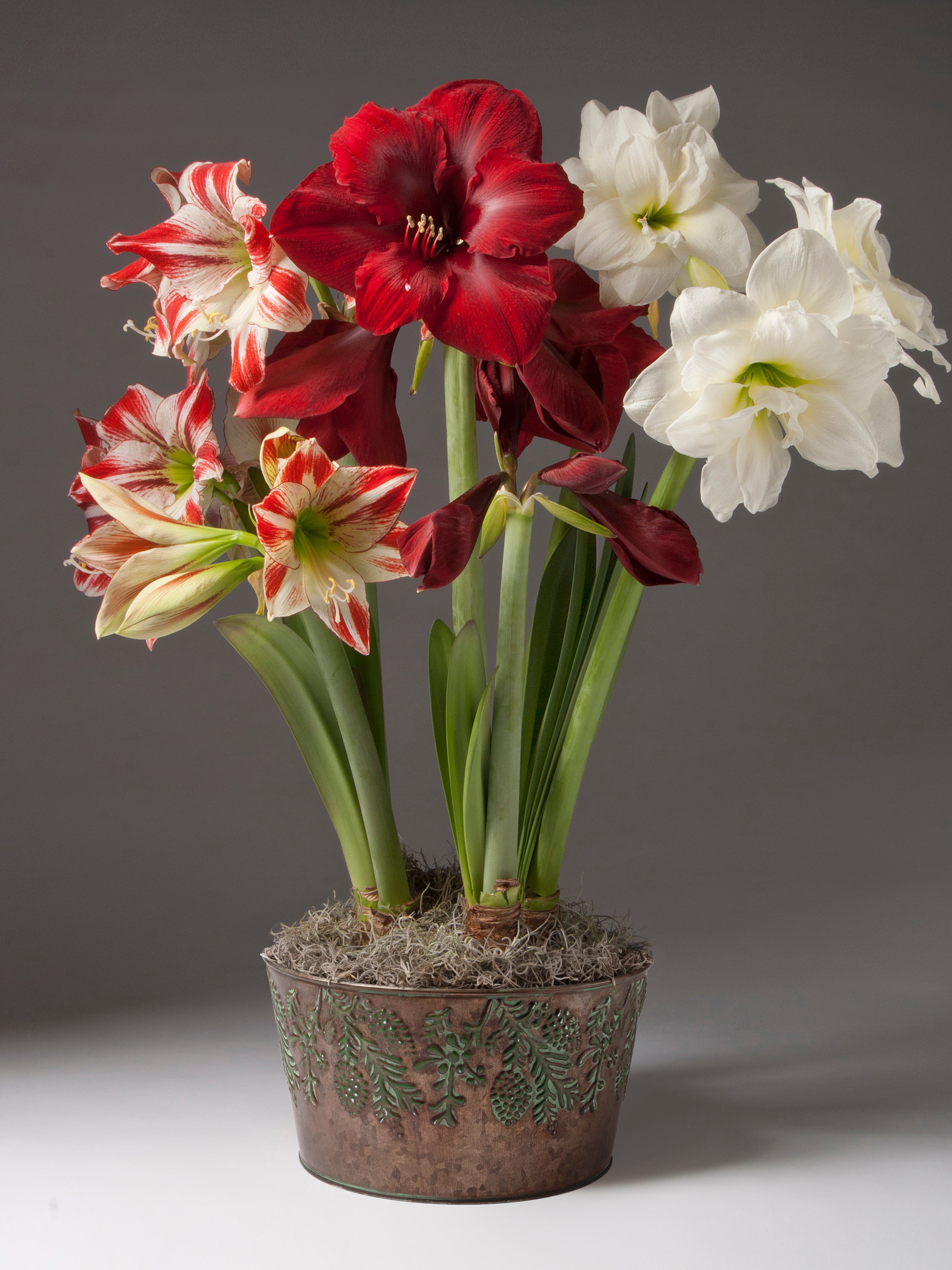 A potted arrangement of amaryllis flowers, featuring deep red, white, and red-and-white striped blooms, set in a textured metallic pot against a dark gray studio background.