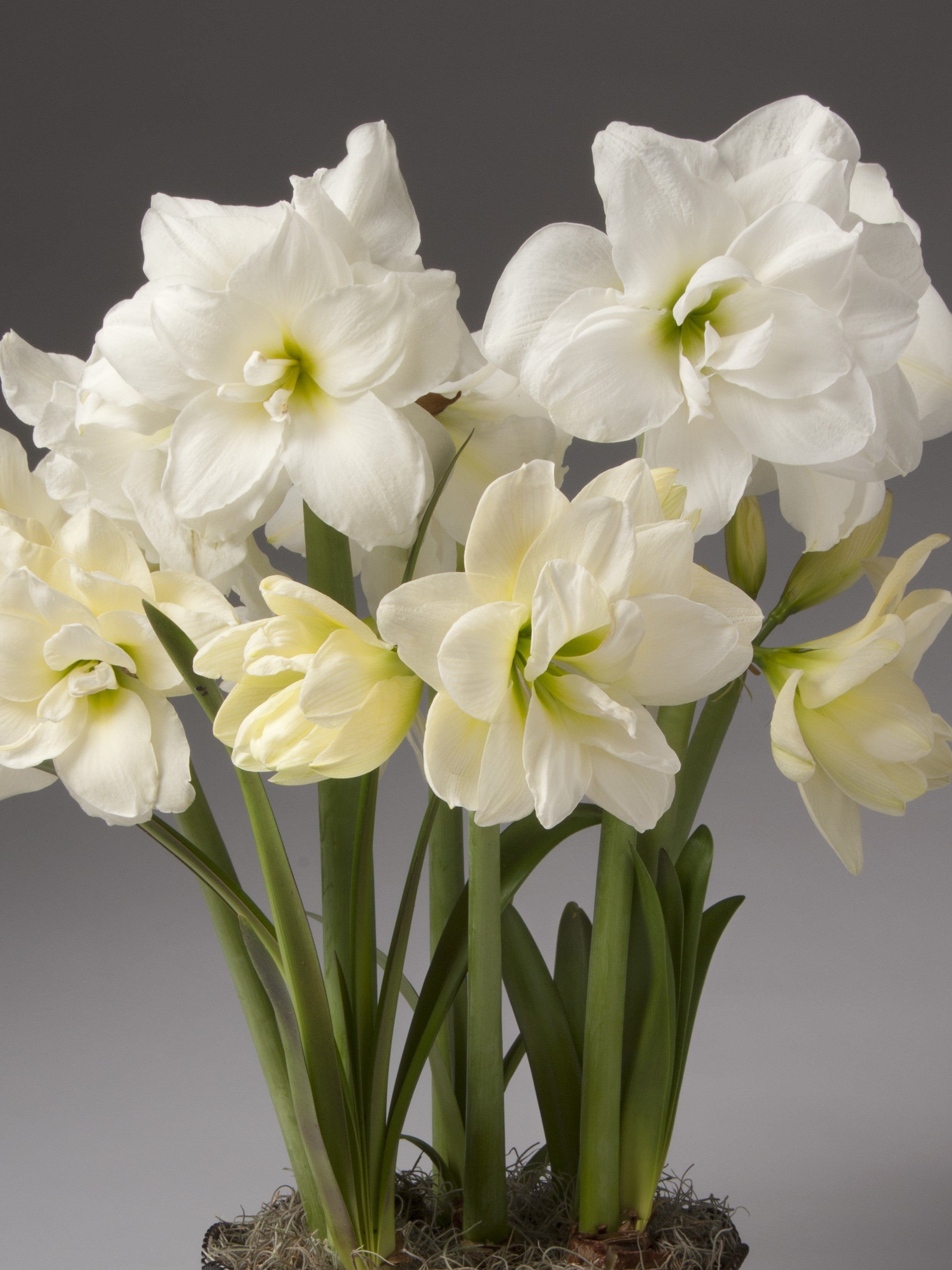 A cluster of white amaryllis with pale yellow centers and green stems, photographed against a dark gray studio background.