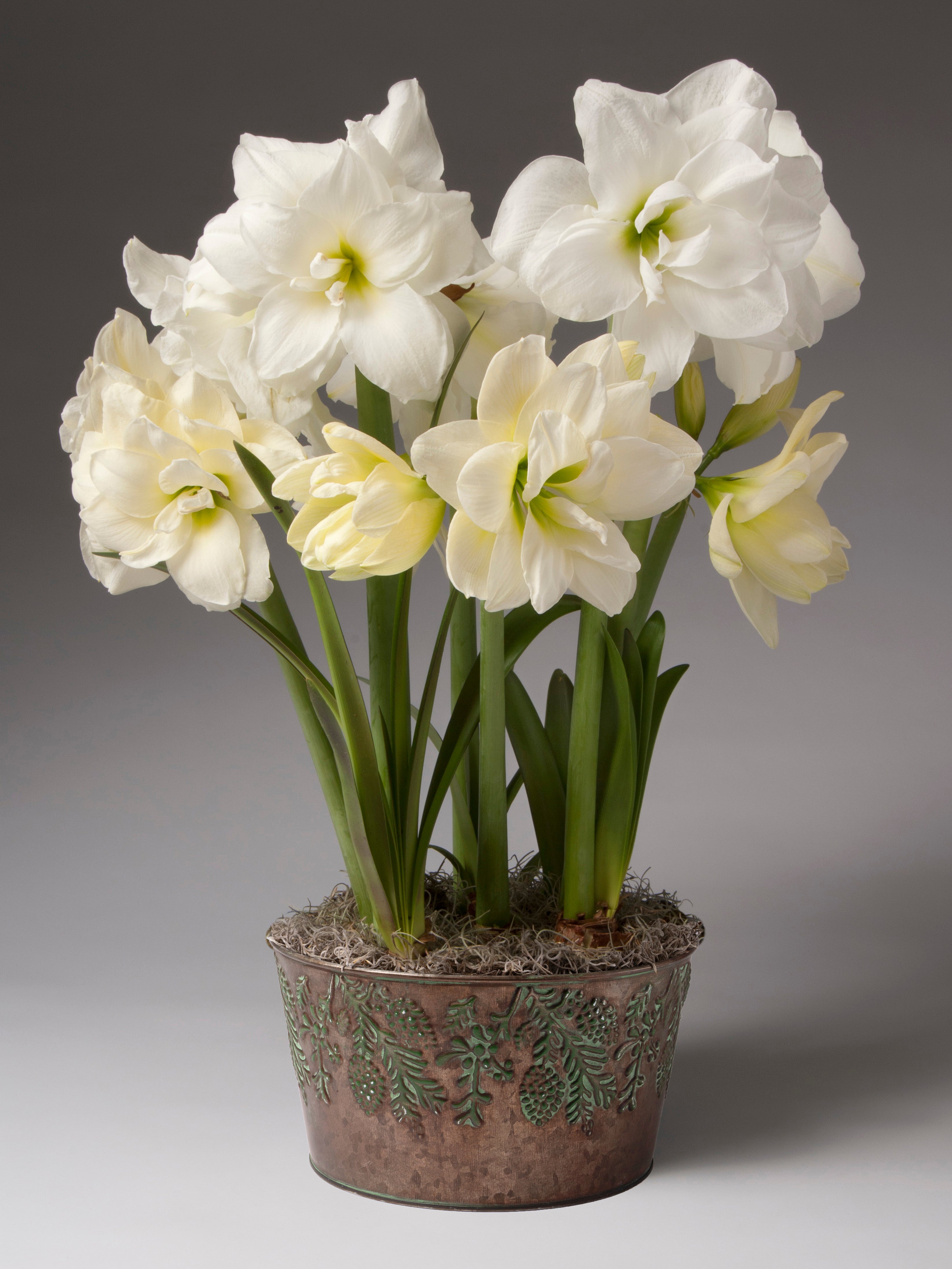 A potted cluster of white double amaryllis with green stems and leaves, arranged in a decorative metallic pot against a dark gray studio background.