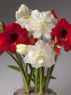 A cluster of amaryllis flowers, featuring white blooms and deep red flowers with green stems and leaves, set against a neutral gray background.