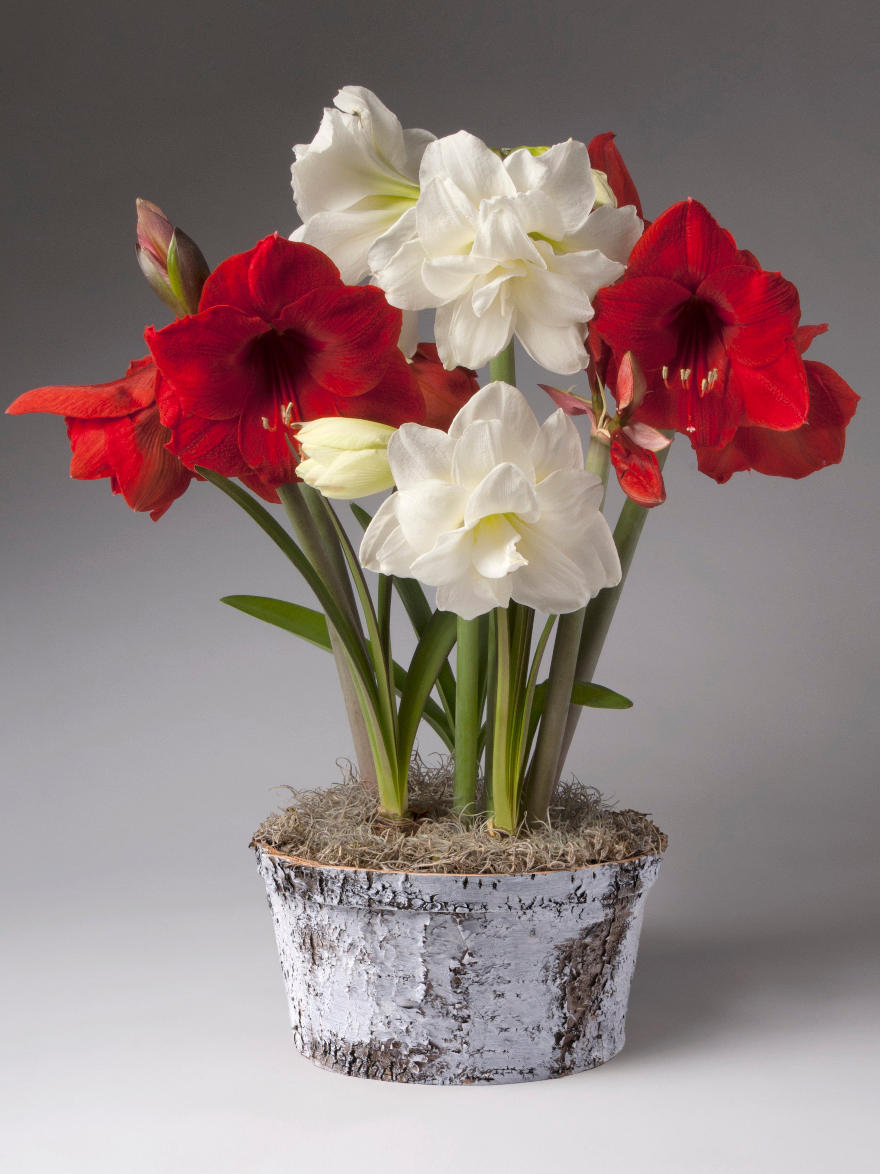 A potted arrangement of amaryllis flowers, featuring several white blooms and two large red flowers, set in a rustic white birch bark pot on a neutral gray background.