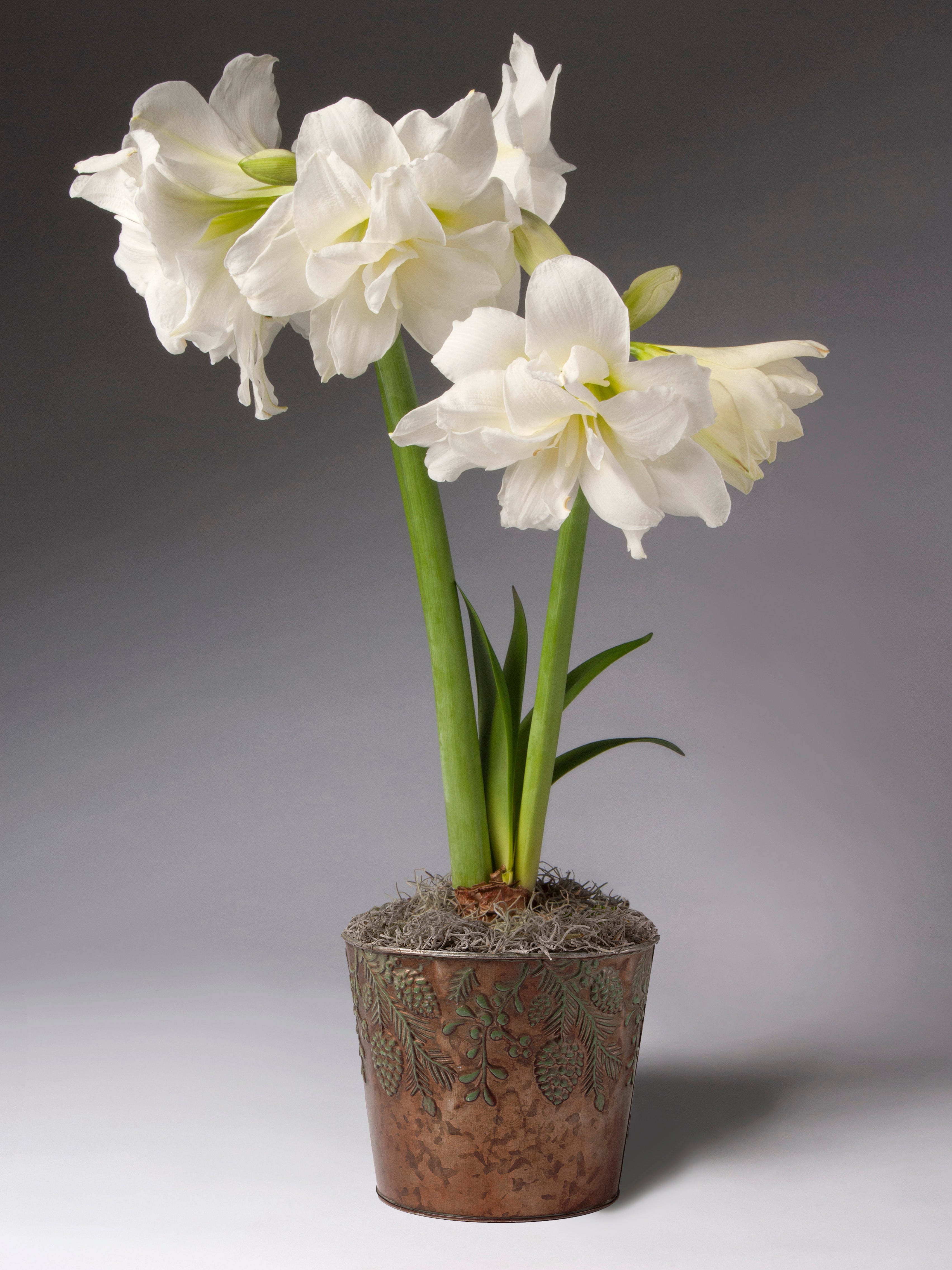 Two green stems of white double amaryllis blossoms sprout from a bronze tin with green pinecone detail.