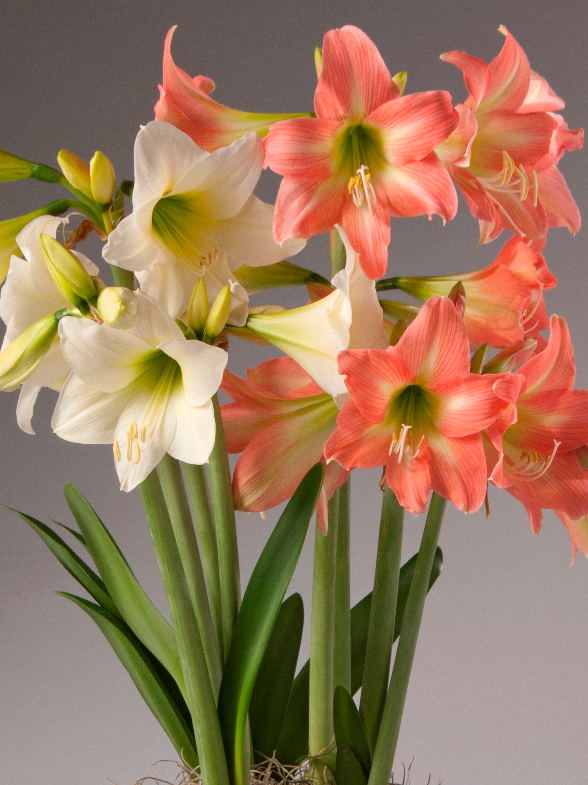 Sugar & Spice Potted Amaryllis Mix
