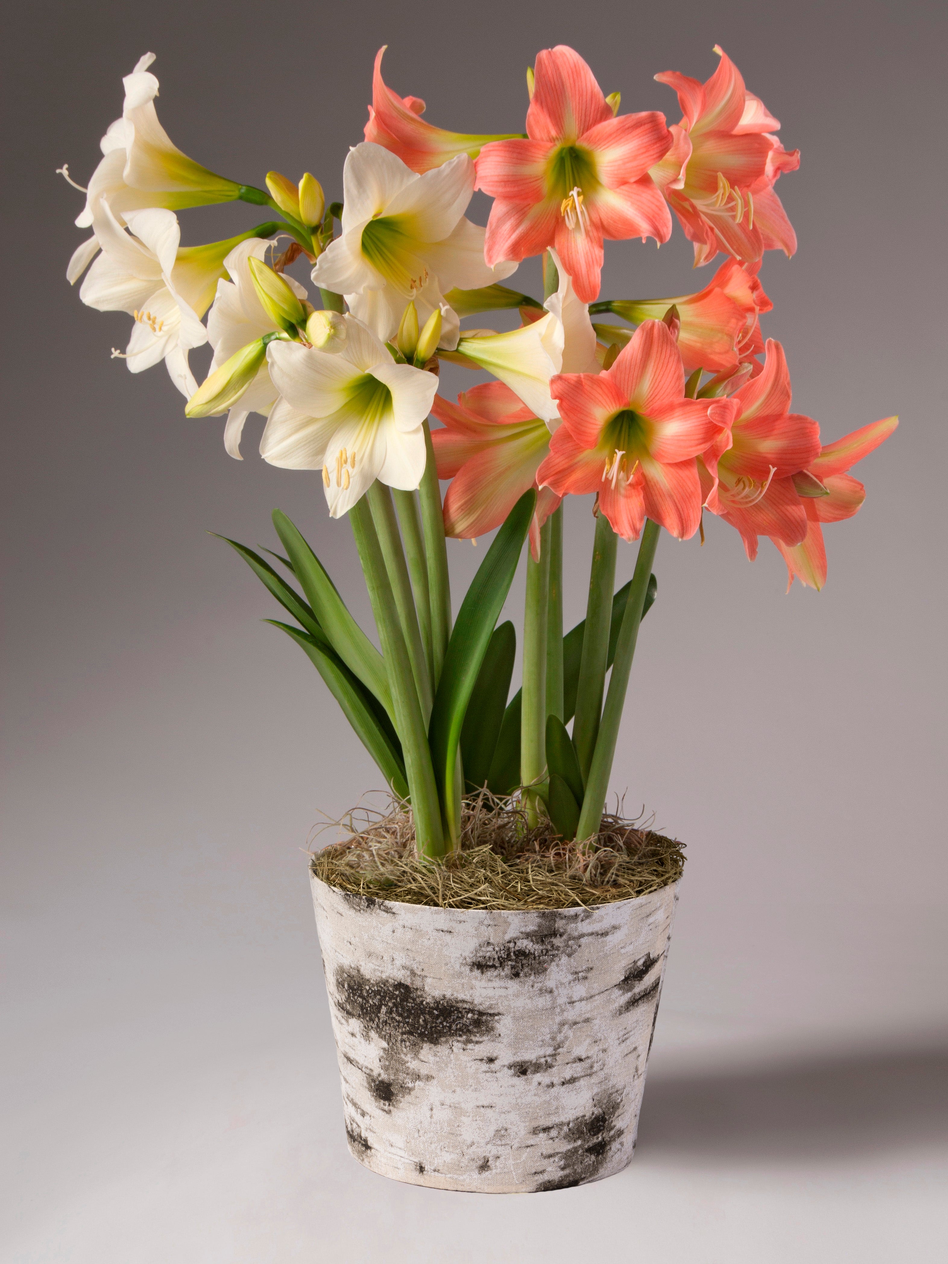 A potted arrangement of amaryllis with white and coral-pink flowers, green stems, and moss in a white birch pot, photographed against a neutral gray studio background.