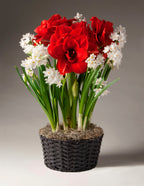 Paperwhites and Red Double Amaryllis