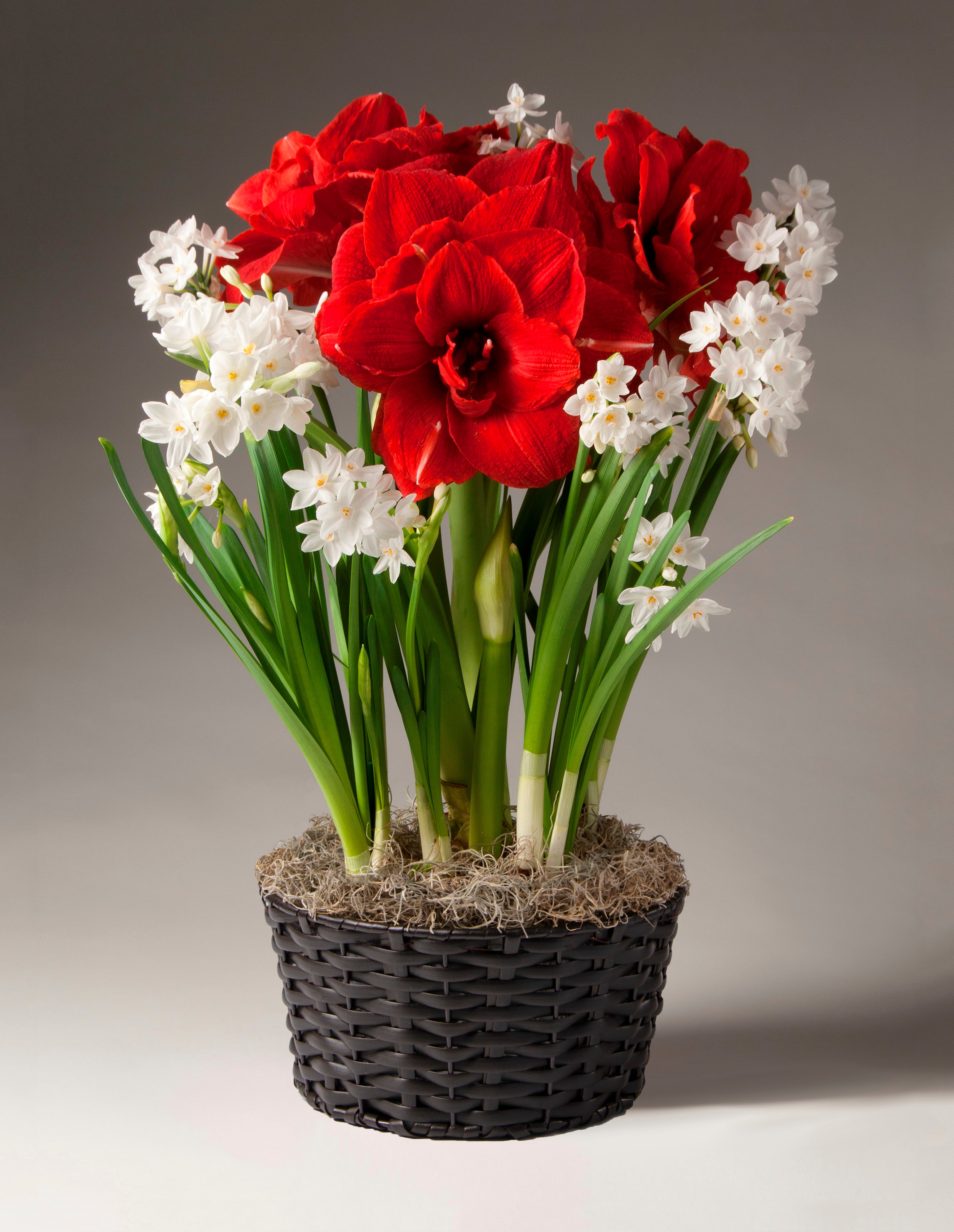 Paperwhites and Red Double Amaryllis
