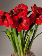 A cluster of vibrant red amaryllis with long green leaves and stems, growing in a pot with sphagnum moss, set against a neutral gray background.