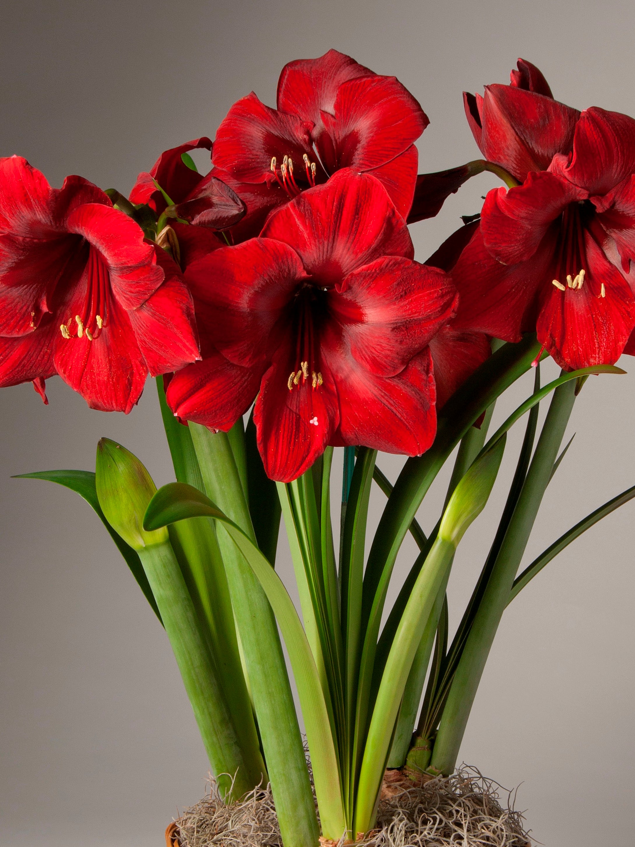 A cluster of vibrant red amaryllis with long green leaves and stems, growing in a pot with sphagnum moss, set against a neutral gray background.