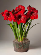 A potted amaryllis flower arrangement with vibrant red blooms and green leaves, set in a textured metallic pot against a neutral gray background.