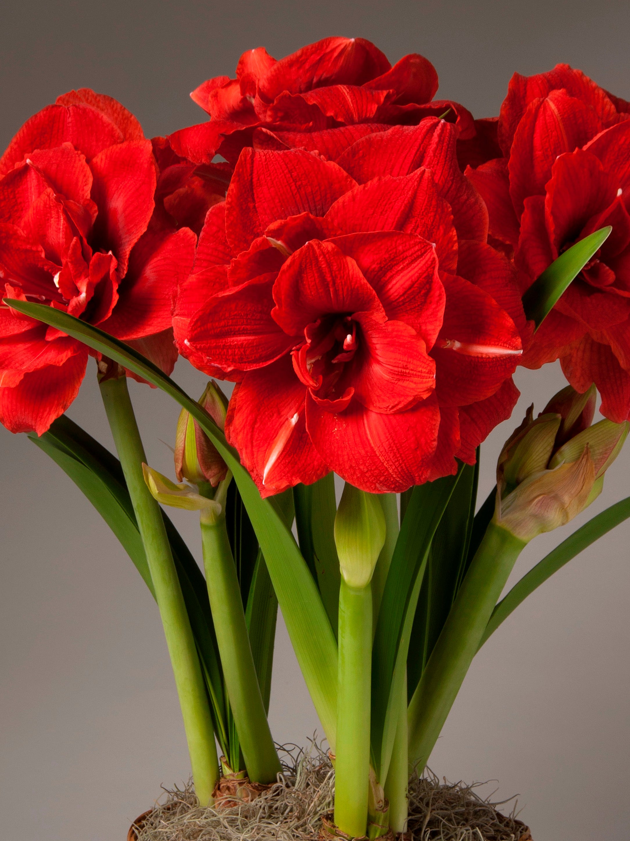 Red Velvet Potted Amaryllis Trio