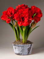 A potted cluster of vibrant red double amaryllis with green leaves and stems, planted in a birch bark pot, set against a neutral gray background.