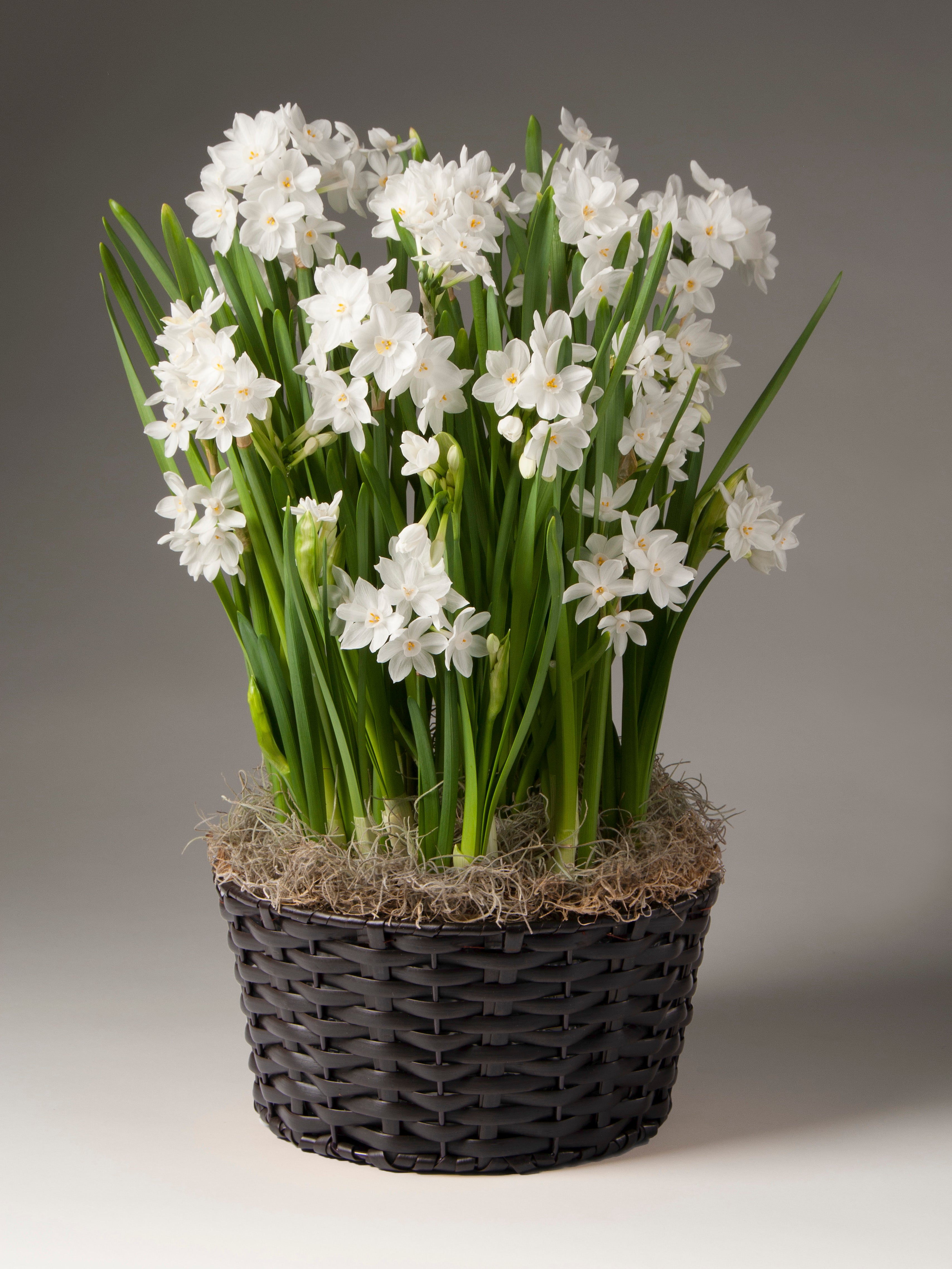 Potted Paperwhite Narcissus - Large