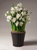 Potted Paperwhite Narcissus - Small