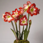 A blooming Minerva Amaryllis - Jumbo Bulb displays red and white flowers with long green stems and leaves, emerging from moss in a pot against a plain light background.