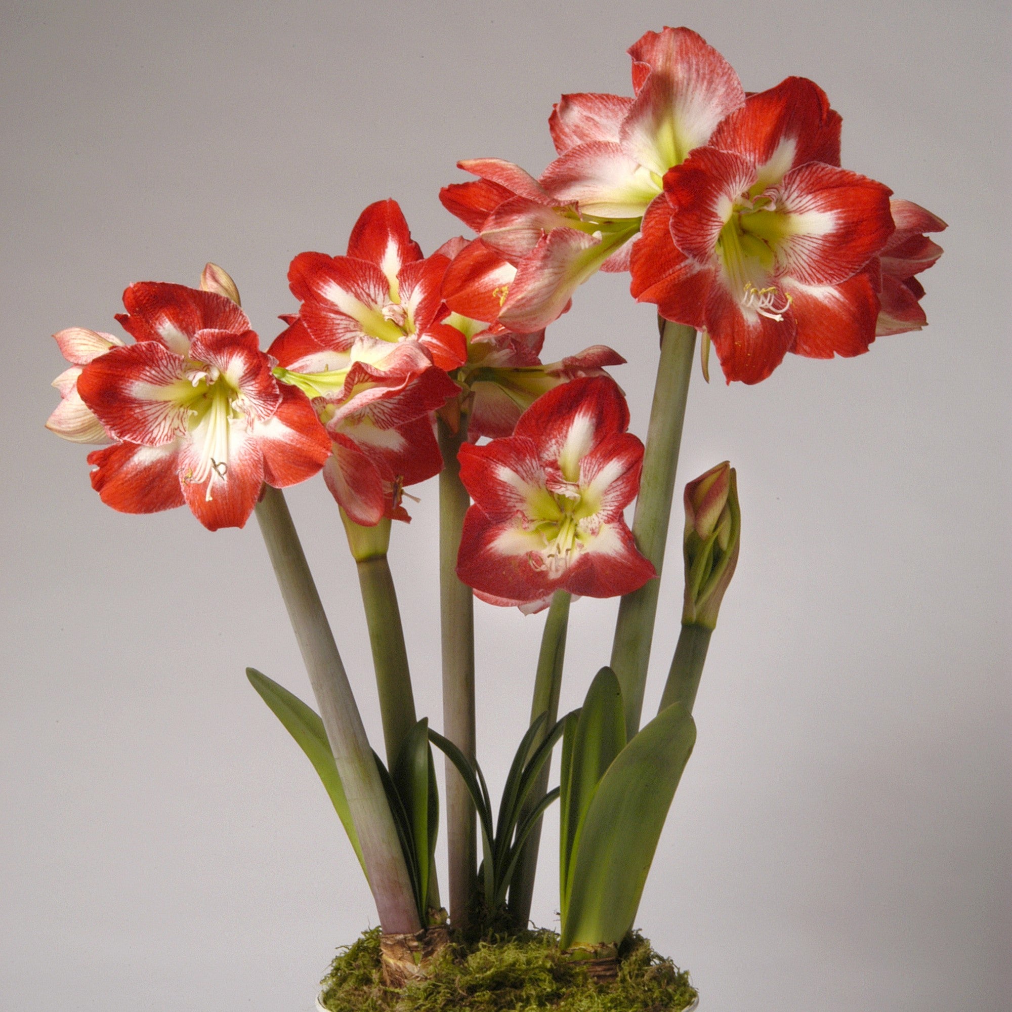 A blooming Minerva Amaryllis - Jumbo Bulb displays red and white flowers with long green stems and leaves, emerging from moss in a pot against a plain light background.