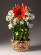 Paperwhites and Gold Medal Amaryllis
